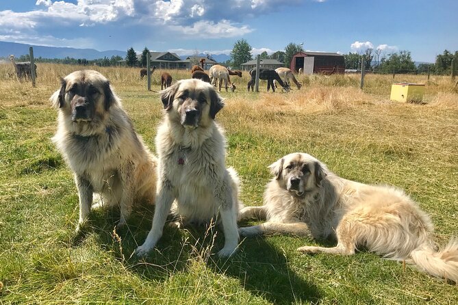 Alpaca and Llama Farm Tour - Value for Your Time in Bozeman (and Why It Feels Worth It)