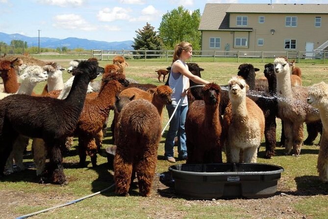Alpaca and Llama Farm Tour - Meet the Herd, Then the Turkish Anatolian Guard Dogs