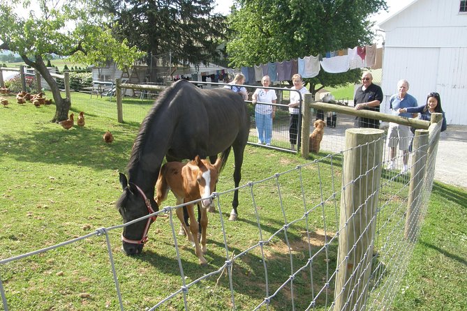Amish Experience Visit-In-Person Tour - Key Things That Make This Tour Worth Your Time