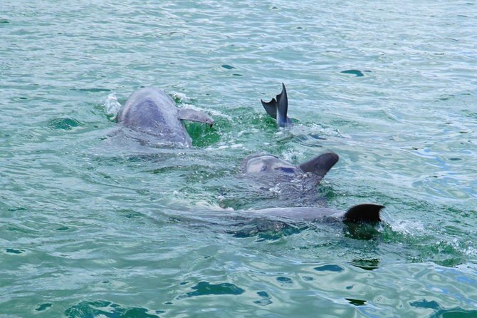 Anna Maria Island Dolphin Sightseeing Adventure - Wildlife Beyond Dolphins: What You Might Spot on Anna Maria Island Sound