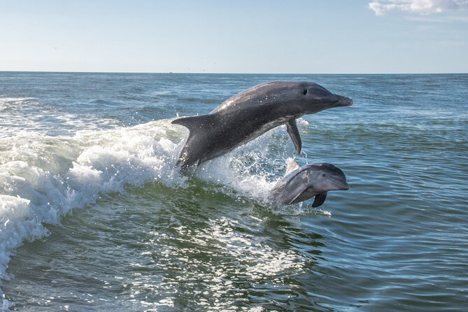 Anna Maria Island Dolphin Sightseeing Adventure - Price and Value: Is $55.20 Worth It?
