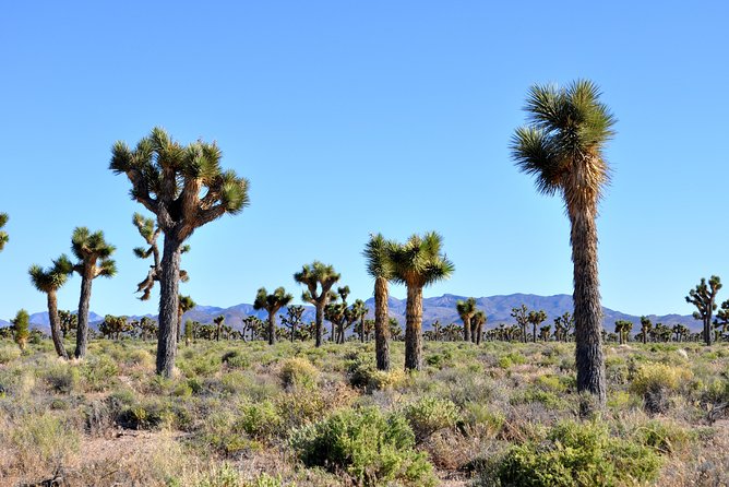 Area 51 Day Tour from Las Vegas with Alien and UFO Hotspots - Extraterrestrial Highway: desert views, photo timing, and the dry lake UFO stop