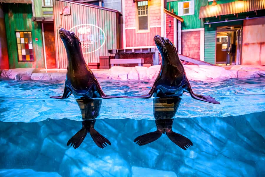 Atlanta: Georgia Aquarium Skip-the-Box-Office Entry Ticket - Key takeaways before you go