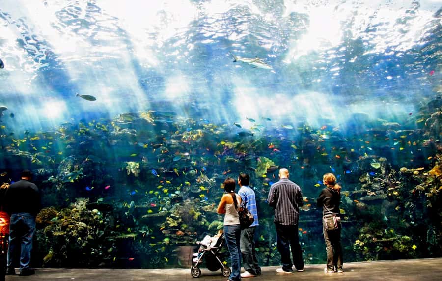 Atlanta: Georgia Aquarium Skip-the-Box-Office Entry Ticket - Eight Galleries: From Whale Sharks to Cold-Ocean Stars