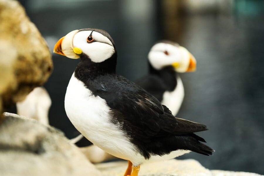 Atlanta: Georgia Aquarium Skip-the-Box-Office Entry Ticket - Food, Gift Shop Lines, and What to Do If It’s Too Crowded
