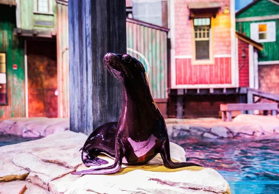 Atlanta: Georgia Aquarium Skip-the-Box-Office Entry Ticket - Timing Tips That Make the Ticket Feel Worth It
