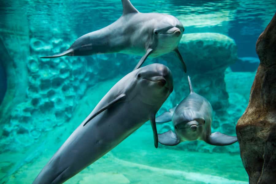Atlanta: Georgia Aquarium Skip-the-Box-Office Entry Ticket - Is the $64 Ticket a Good Value for You?