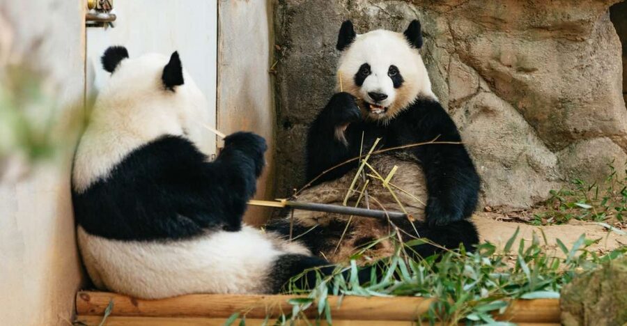 Atlanta: Zoo Atlanta General Admission Ticket - Quick Hits Before You Go