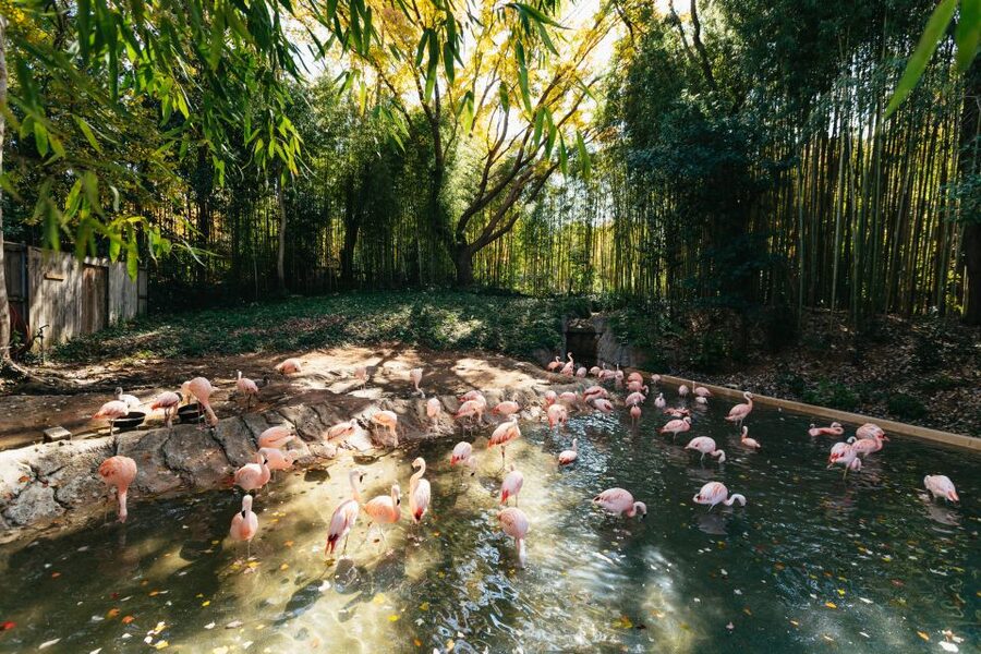 Atlanta: Zoo Atlanta General Admission Ticket - Price, Parking, and What the $34 Ticket Really Covers