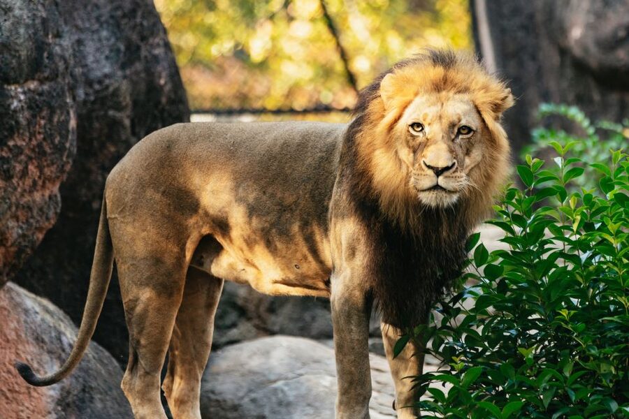 Atlanta: Zoo Atlanta General Admission Ticket - Zoo Atlanta in One Day: How to Pace It Without Stress