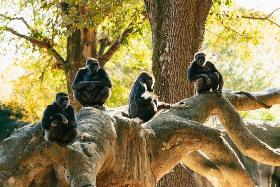 Atlanta: Zoo Atlanta General Admission Ticket - Great Apes: Gorillas in a Rainforest Home and Orangutans Nearby