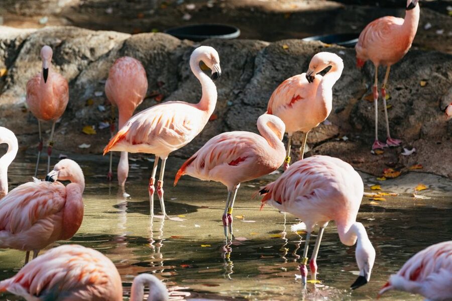 Atlanta: Zoo Atlanta General Admission Ticket - Scaly Slimy Spectacular and Other Rainy-Day Wins