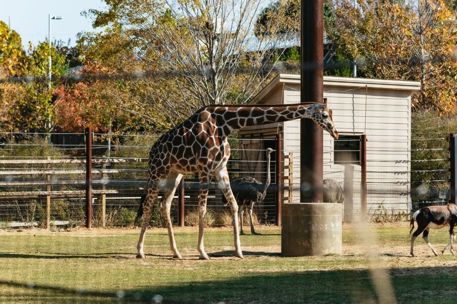 Atlanta: Zoo Atlanta General Admission Ticket - Wild Encounters Behind the Scenes, Plus Goat and Sheep Contact Moments
