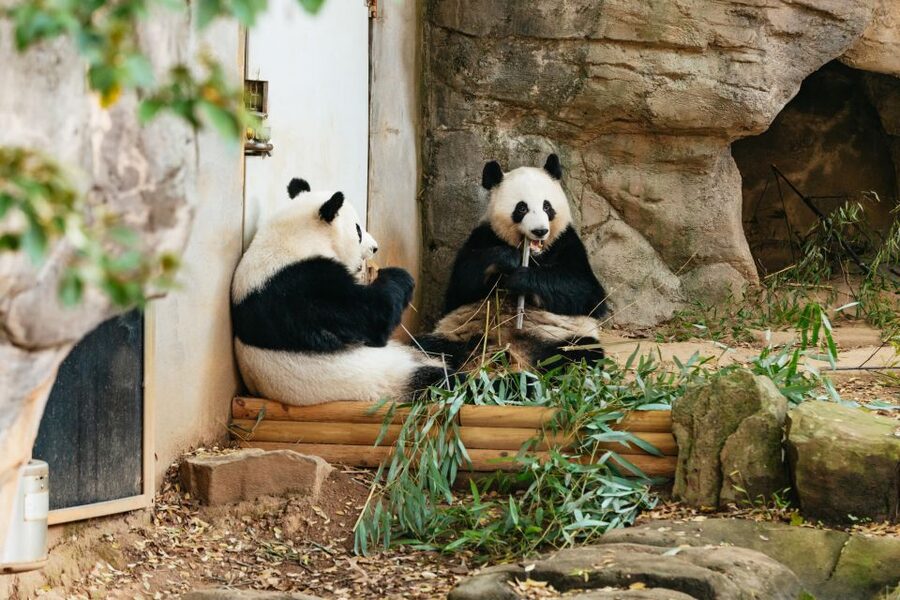 Atlanta: Zoo Atlanta General Admission Ticket - Safari Express, Carousel Rides, and How to Use Them Strategically