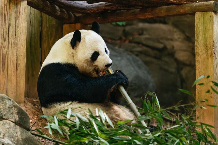 Atlanta: Zoo Atlanta General Admission Ticket - Treetop Trail, VR Wild Explorer, and KidZone Energy Burners