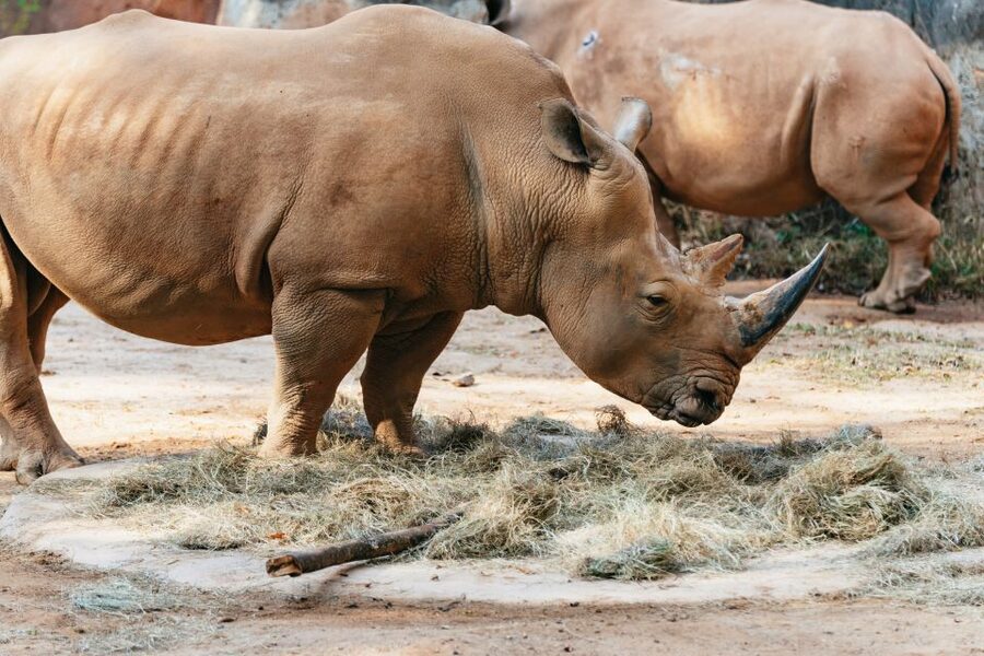 Atlanta: Zoo Atlanta General Admission Ticket - The Timing Game: Last Entry, Food Shutdown, and When Animals Reappear