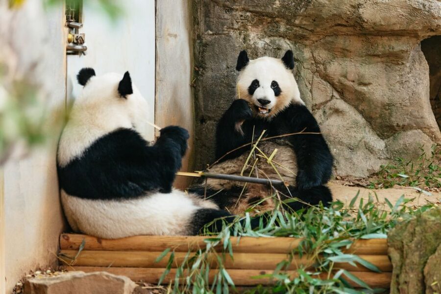 Atlanta: Zoo Atlanta General Admission Ticket - African Savanna and the New Lion Habitats With Three Viewpoints