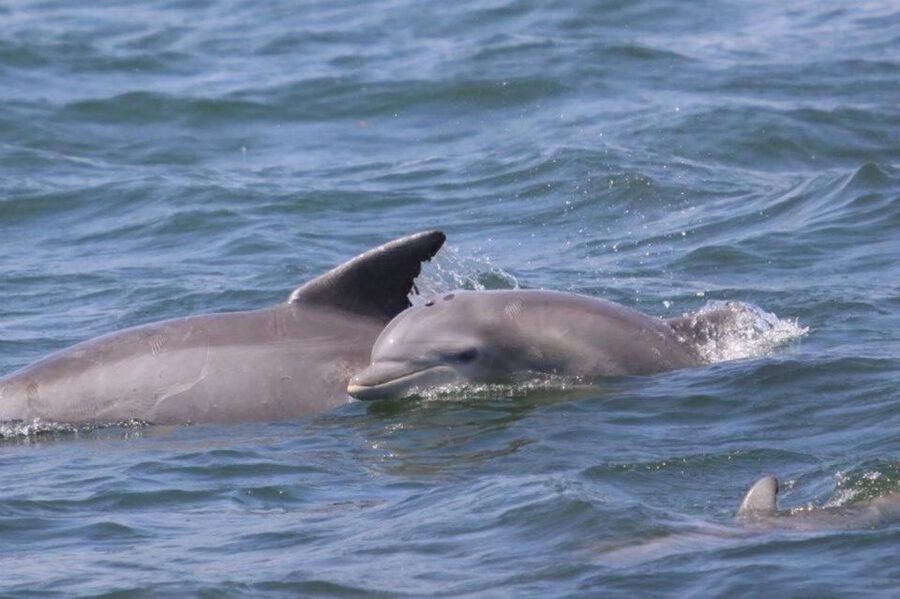 Atlantic City: Dolphin Watching Ocean Cruise Adventure - Key takeaways before you go
