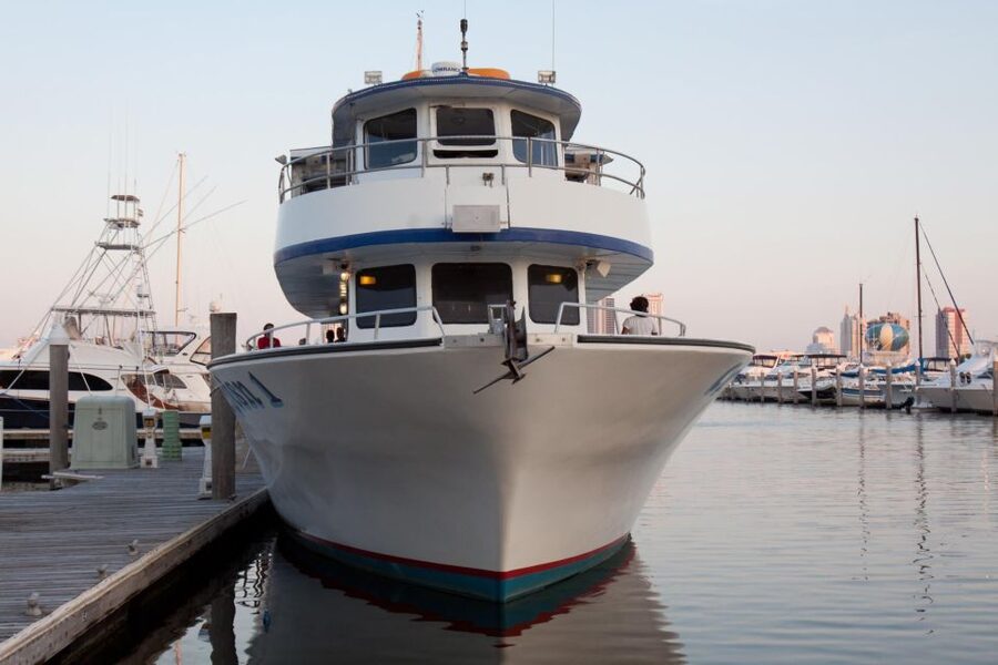 Atlantic City: Dolphin Watching Ocean Cruise Adventure - Wildlife beyond dolphins: what else you might spot