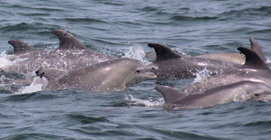 Atlantic City: Dolphin Watching Ocean Cruise Adventure - Photos and video: how to capture dolphins without losing the moment