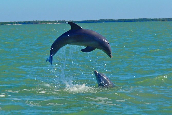 Avi's Premium Dolphin Tour by Jet Ski - Two Hours Of The 10,000 Islands Mangrove Maze