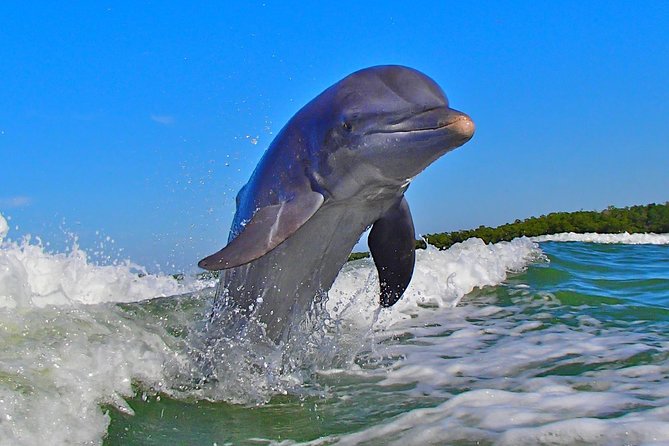 Avi's Premium Dolphin Tour by Jet Ski - Dolphin Spotting Off Marco Island: How To Make It Work
