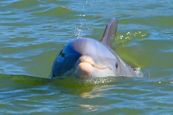 Avi's Premium Dolphin Tour by Jet Ski - What Is Included, And What You Need To Plan Yourself