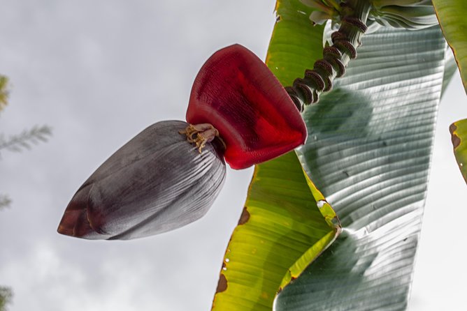 Award Winning Farm Tour: Coffee, Chocolate and Unique Gifts - Coffee in Kona: what you’ll learn before you taste