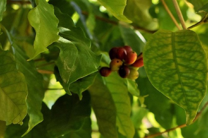Award Winning Farm Tour: Coffee, Chocolate and Unique Gifts - The soap workshop: plant-based scents and a hands-on look at what you buy