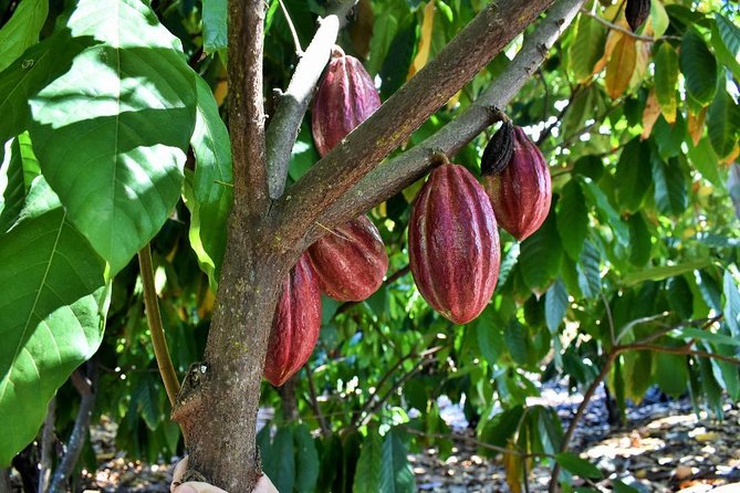 Award Winning Farm Tour: Coffee, Chocolate and Unique Gifts - Shopping for homemade gifts: what to buy and how to plan