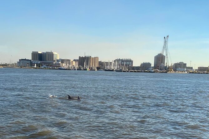 Baywatch Dolphin Tours – Pier 21 Galveston - Where to meet at 2100 Harborside Dr and how boarding usually feels