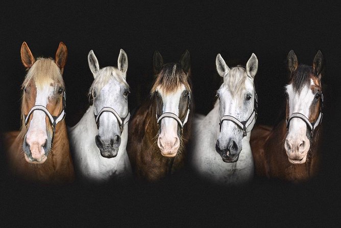 Beaufort’s #1 Horse & Carriage History Tour - Comfort, Physical Fitness, and What Your Body Needs to Be Ready For
