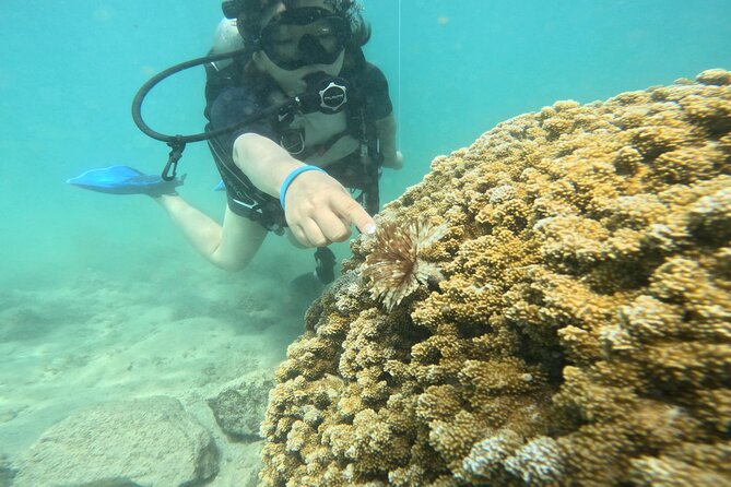 Beginner Scuba Diving Experience with Video Package in Honolulu - The lesson flow: briefing, gear fitting, then short underwater time