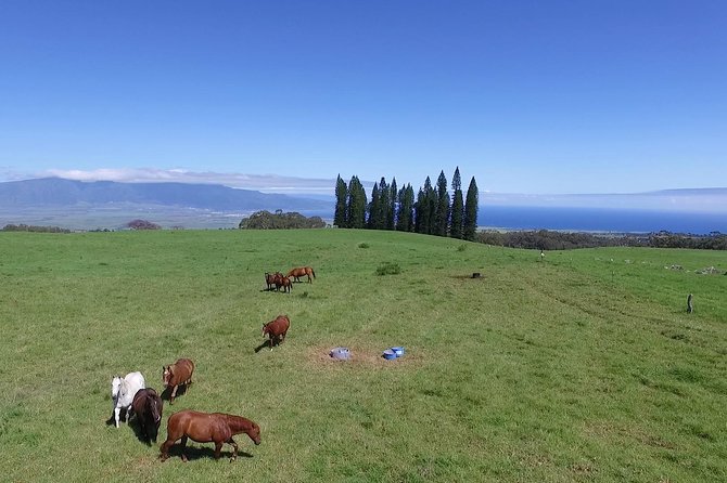 Best Haleakala Downhill Self-Guided Bike Tour with Maui Sunriders - Makawao for paniolo-country charm and a real lunch break