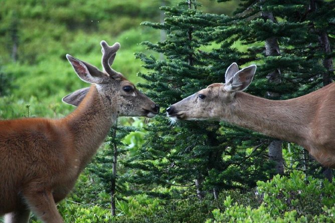 Best of Mount Rainier National Park from Seattle: All-Inclusive Small-Group Tour - Seattle Pickup That Gets You on Rainier Timely (Not Late and Frazzled)