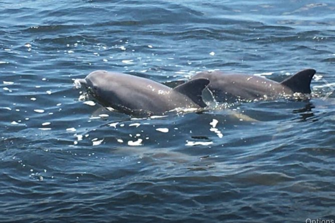Big Fun Dolphin Cruise & Sealife Experiece ORANGE BEACH ALABAMA - Key things that make this cruise fun (and practical)