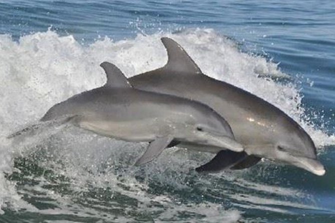 Big Fun Dolphin Cruise & Sealife Experiece ORANGE BEACH ALABAMA - What you are really getting on this Orange Beach boat tour