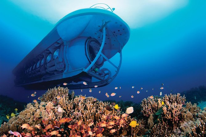 Big Island: Atlantis Submarine from Kona Beach - Shipwreck sightings and bigger animals: the moments that stick