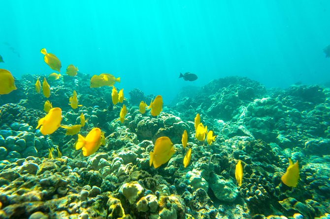 Big Island: Captain Cook Snorkel On A Power Catamaran With Lunch - Boat Comfort That Makes Snorkeling Easier