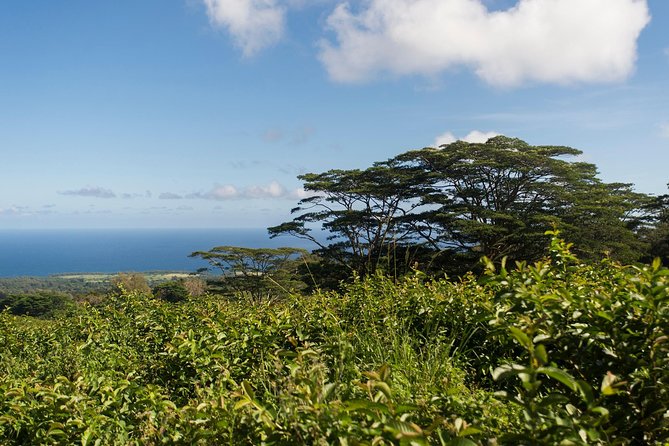 Big Island Kohala Canopy Zipline Adventure - Safety First, With Guides Who Make It Fun