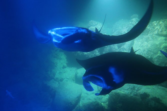 Big Island: Kona Manta Ray Snorkel Tour in Keauhou Harbor - Keauhou Harbor at Night: Why the 3-Minute Boat Ride Matters