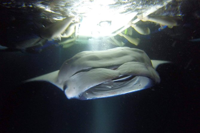 Big Island: Kona Manta Ray Snorkel Tour in Keauhou Harbor - What You Do in the Water: Up to 30 Minutes With Certified Guides