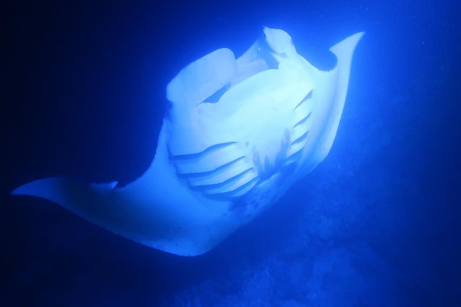 Big Island: Kona Manta Ray Snorkel Tour in Keauhou Harbor - Small Boat, Small Group: Safety, Comfort, and a Crew You’ll Feel