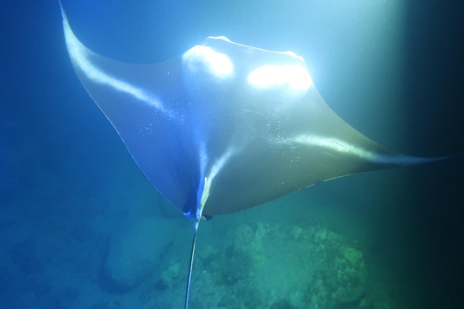 Big Island: Kona Manta Ray Snorkel Tour in Keauhou Harbor - Price and Value: Is $25 Really Low?