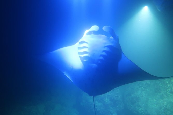 Big Island: Kona Manta Ray Snorkel Tour in Keauhou Harbor - Timing, Coast Guard Rule Changes, and Protecting Your Evening