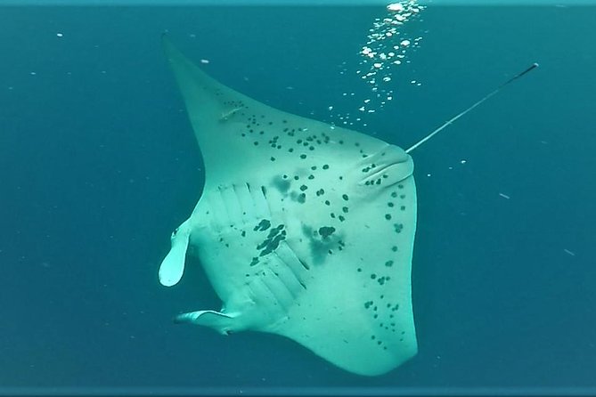 Big Island: Kona Manta Ray Snorkel Tour in Keauhou Harbor - What to Bring (and What to Skip) for Keauhou Night Snorkeling