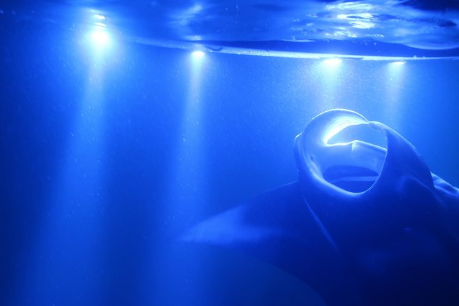Big Island: Kona Manta Ray Snorkel Tour in Keauhou Harbor - The 150,000 lm Light Board: How the Feeding Trick Works