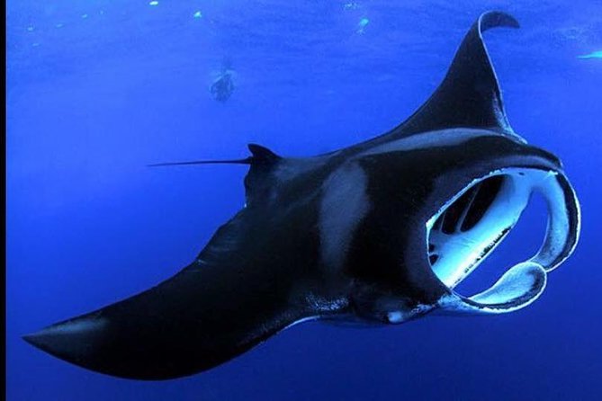 Big Island Manta Ray Night Snorkel - Quick hits before you go