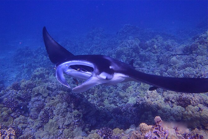 Big Island Manta Ray Night Snorkel - Keauhou Bay Harbor to the water: what your 2.5 hours looks like