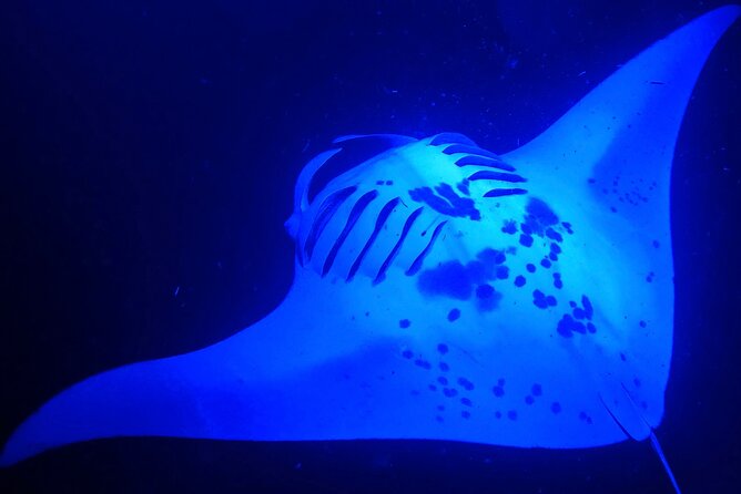 Big Island: Manta Ray Night Snorkeling Adventure in Kailua-Kona - Key Highlights Worth Booking for